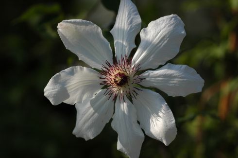Clematis 'James Mason'